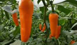 永安黄椒,香辣可口，传承千年的福建特色辣椒传奇